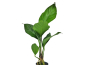 Preview: Anubias heterophylla - verschiedenblättriges Speerblatt